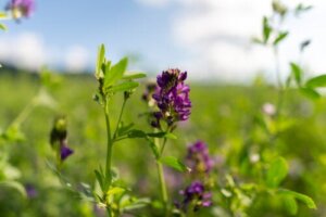 Does Alfalfa Help Increase Breast Milk Production?