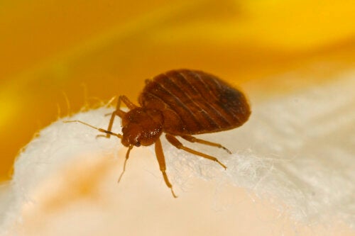 11 Things You Didn't Know About Bed Bugs