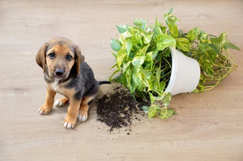 11 Houseplants that Are Safe for Your Pets
