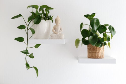 13 Indoor Hanging Plants to Decorate Your Home