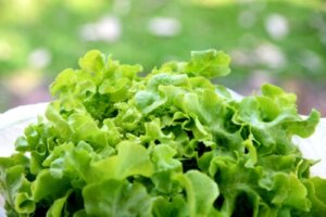 Can Lettuce Tea Help Me Sleep Better?