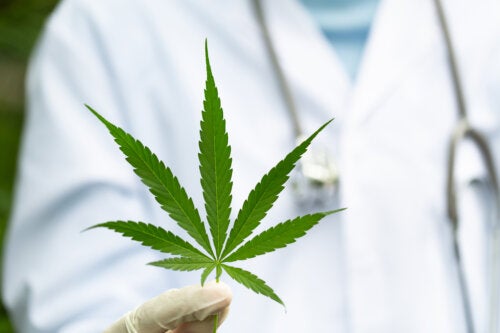 Cannabis Use for MS Symptoms: What Are Its Effects?