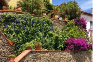 The 5 Best Plants for Landscaping