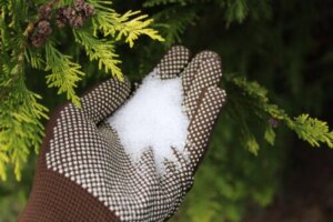 10 Ways to Use Epsom Salts in Your Garden