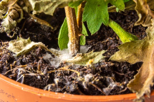 How to Remove White Mold in The Soil From Plants