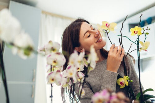 What You Need to Know for Orchid Cultivation