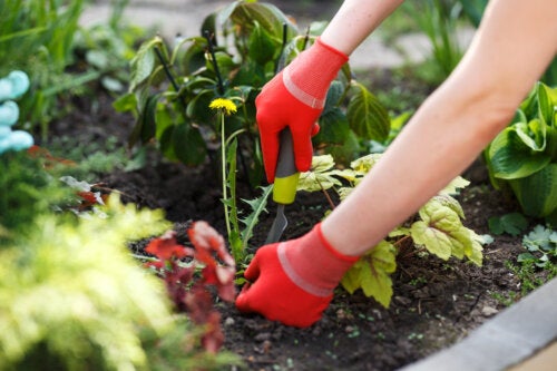 Tools to Eliminate Weeds in Your Garden