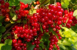 7 Iron-Rich Fruits to Include in Your Diet