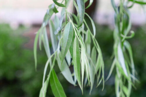 Willow Water to Strengthen Plant Roots