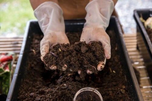 Benefits of Worm Humus for Your Garden