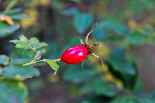 How to Grow Rosehips at Home