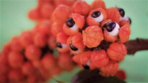 Guarana: Uses, Properties, and Contraindications