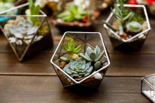 5 Tips for Decorating Your Home with Mini-plants