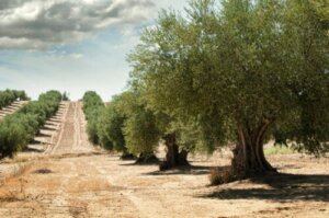 11 Types of Olive Trees and Their Characteristics