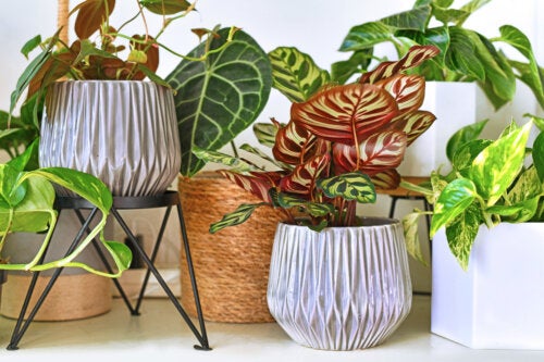 7 Indoor Tropical Plants to Decorate Your Home