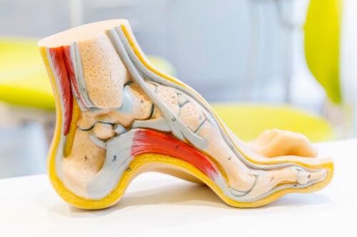 The Anatomy of the Foot and Common Problems