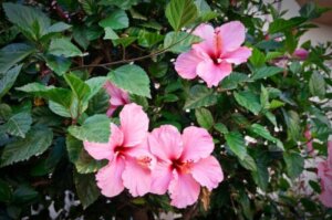 Cayenne Flower for Hair: Does it Have Any Benefits?