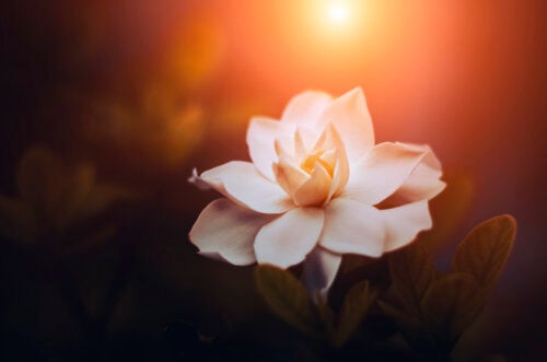 7 Types of Gardenias and Their Characteristics