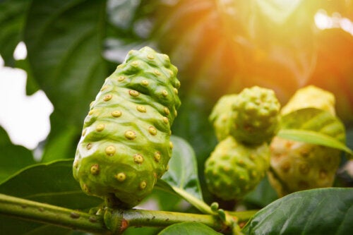 Noni for Hair: Does It Work to Stop Excessive Hair Loss?