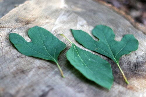 Sassafras Tea: Everything You Should Know Before You Try It