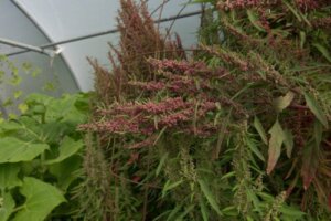 What Are Huauzontles and What Are Their Benefits?
