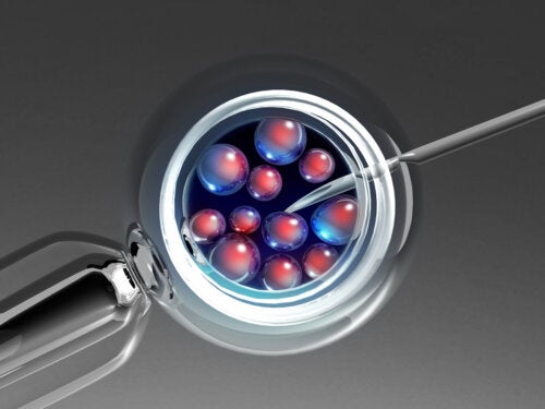 Embryo Transfer: How and Why Is It Performed?