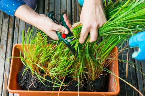 Lemongrass or Citronella: Cultivation and Care