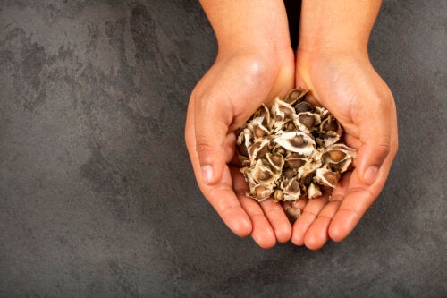 Do Moringa Seeds Help to Lose Weight?