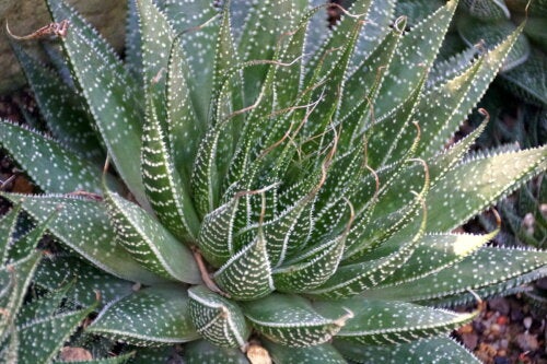 Aloe Pratensis: Characteristics and Care Tips