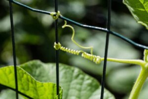 How to Make a Vine Stand Upright