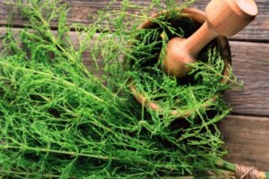 Does Horsetail Help Reduce Stretch Marks?
