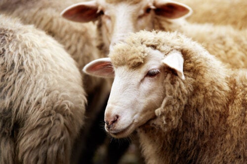 Sheep's Milk: Properties, Benefits and Nutritional Value