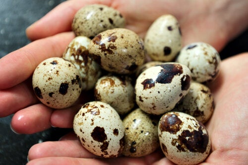 Quail Eggs: Nutritional Value and Benefits