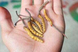 The Yarsagumba Mushroom: The "Himalayan Viagra"