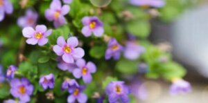 Bacopa, a Plant that Can Benefit Your Memory