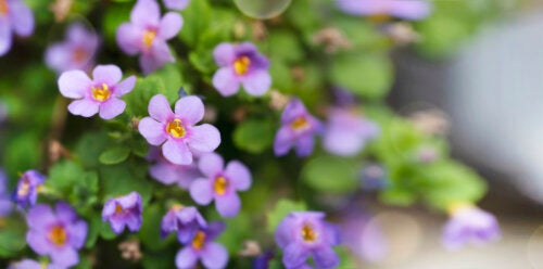 Bacopa, a Plant that Can Benefit Your Memory