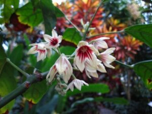 Cola Nut: Cultivation, Properties and Care