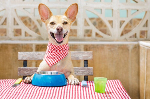 Hund med sin madskål på et bord