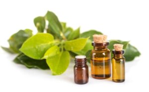 Ravintsara Essential Oil: What Are Its Benefits?