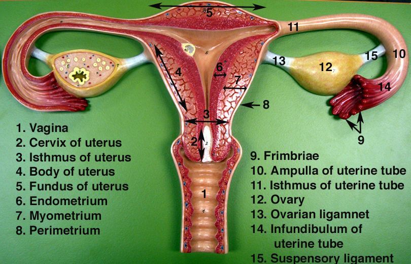 Vulvacancer.