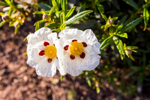 Benefits and Applications of Rockrose Essential Oil