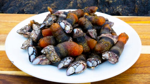 Nutritional Value and Benefits of Barnacles