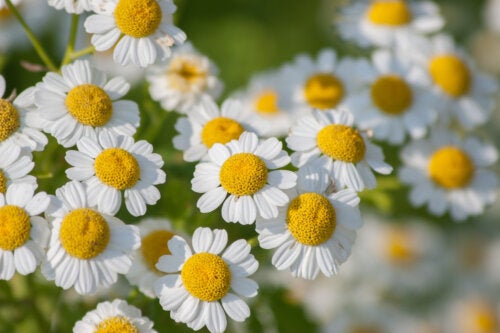 Feverfew: Benefits and Contraindications