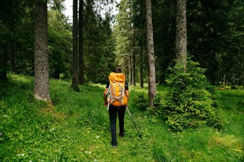 Shinrin Yoku or Forest Bathing: What Are The Benefits?