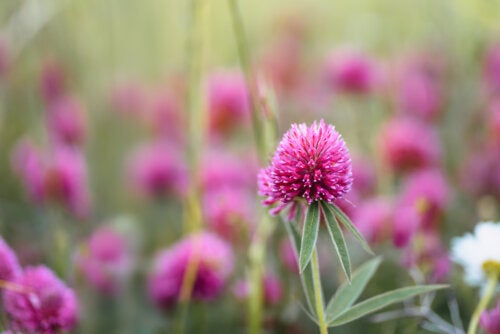 Red Clover for Menopause: Is It Effective?