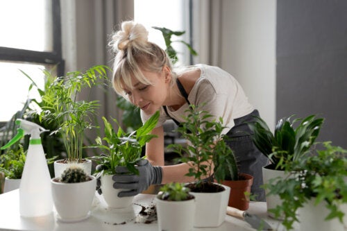 Chelated Iron: How Can it Benefit Your Plants?