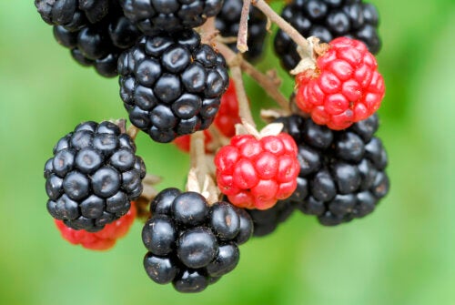 How to Grow Blackberries and What Are Their Benefits?