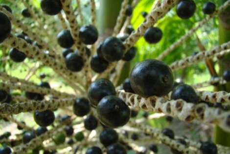 Acai Berries: Benefits and Contraindications