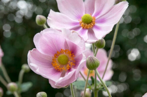 Check Out These 10 Garden Plants that Bloom in Autumn