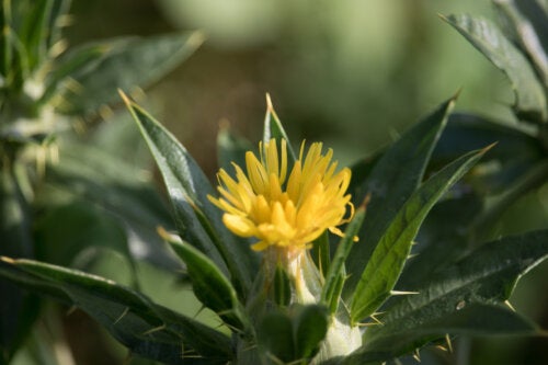 St Benedict's Thistle: Properties and Recommendations for Use